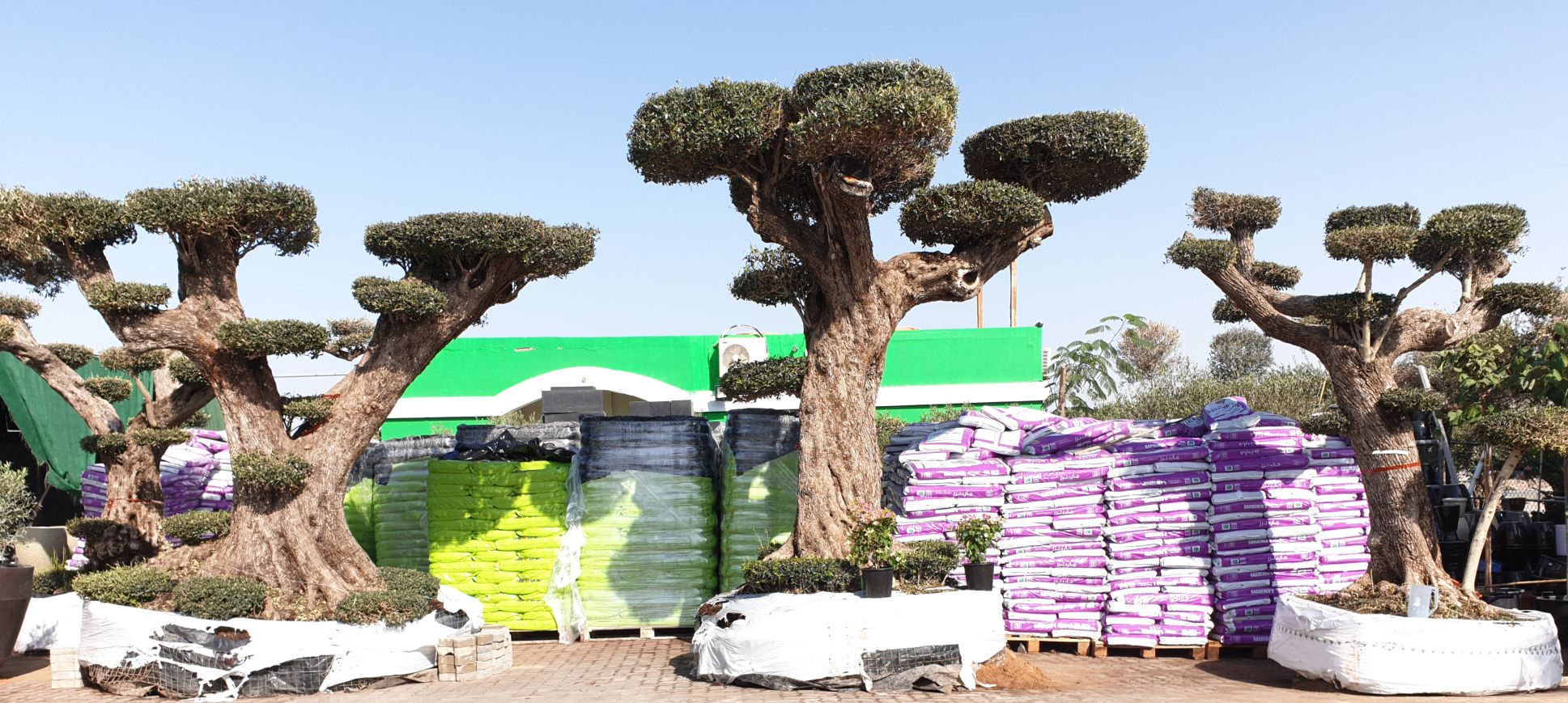 Olive Trees