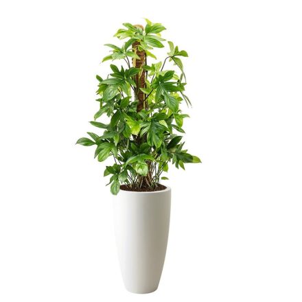 jasmine arabian plant Arabian Jasmine